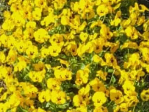 Dichte Ansammlung leuchtend gelber Blüten mit dunklen Zentren füllt den Rahmen aus