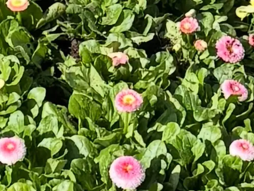 Rosa Blüten blühen zwischen dichtem, grünem Laub auf einem Friedhof