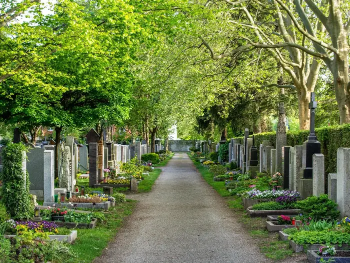 Von Bäumen gesäumter Friedhofsweg mit Grabsteinen im Frühling