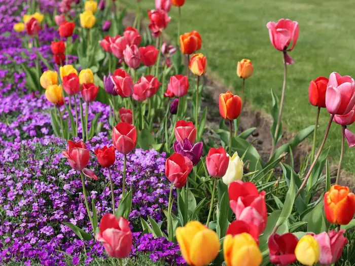 Frühlingsbeet mit bunten Tulpen und blau blühendem Blaukissen