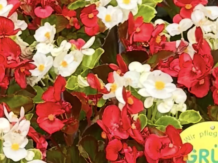 Rote, weiße und rosafarbene Blüten